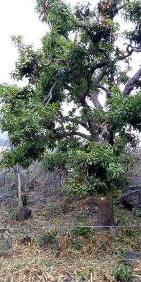 Ein großer Mangobaum