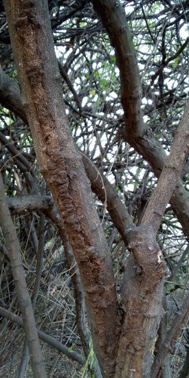 Um sich vor den Vögeln zu schützen, laufen die Termiten an der Unterseite der Zweige