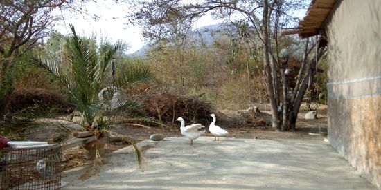 Auf dem Grundstück von Scott