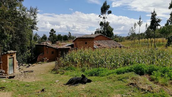 ein Ferkel macht sein Mittagsschläfchen