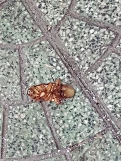 Auf diese Viecher könnte man wirklich verzichten