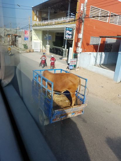 Glücklich schaut die Kuh nicht 