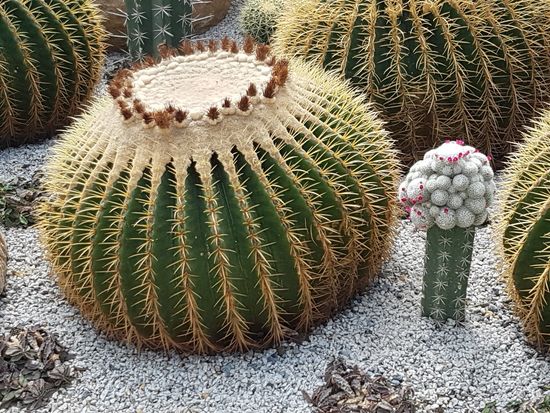 man beachte die kleinen roten Blueten