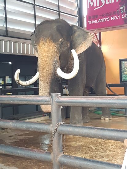 irgendwie tat er mir leid, aber der war nur fuers foto, die anderen mussten in die show bzw. durften Touris durch die Gegend tragen