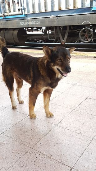 Mein neuer Freund - "Jacky"
Von zu Hause wurde ich angewiesen ihn mitzunehmen!