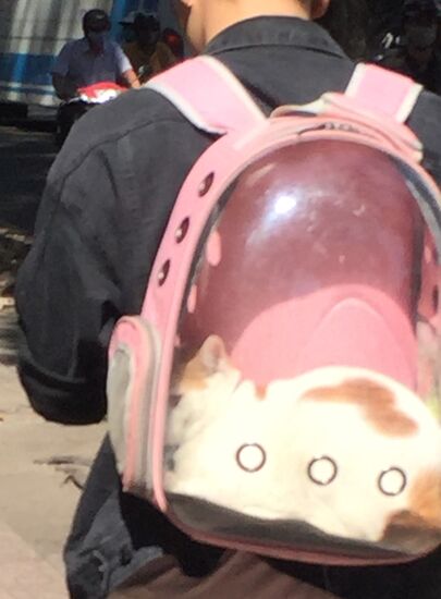 Ja, das ist eine echte Katze in dem Rucksack - wer seine Tiere liebt, sollte diese eben auch mit sich mitfuehren