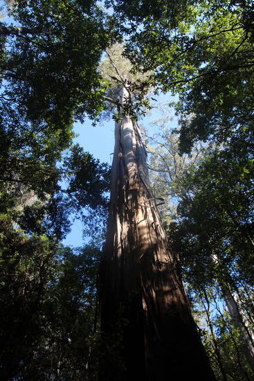 Ein Riese auf dem Weg zum Licht.
