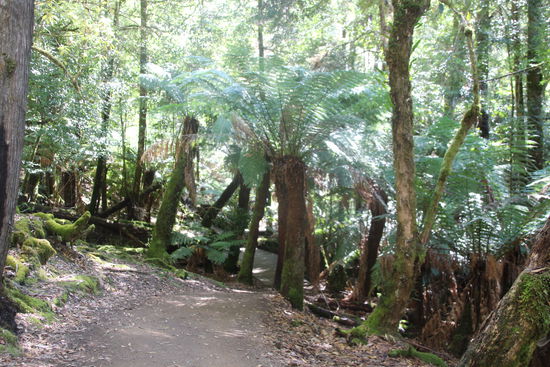 Im "Unterholz" herrschen die Farne.