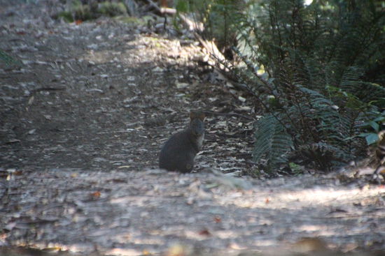 Überraschung: ein Walleby - leider keine Zeit für ein besseres Foto, nach einer Schecksekunde ist es mit wenigen Sätzen im Unterholz verschwunden.