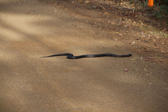 Überraschung auf der Rückfahrt: Eine schwarze Schlange versucht etwas Wärme von der Fahrbahn zu tanken. Schnell ein Foto aus der Distanz. Für eine Portraitaufnahme stand sie nicht mehr zur Verfügung. Nicht auf der Flucht aber doch zügig verschwand sie im Unterholz. Unser Vermieter Ronny sagte später, das es eine Black Tiger Snake war, eine der giftigsten in Tasmanien.