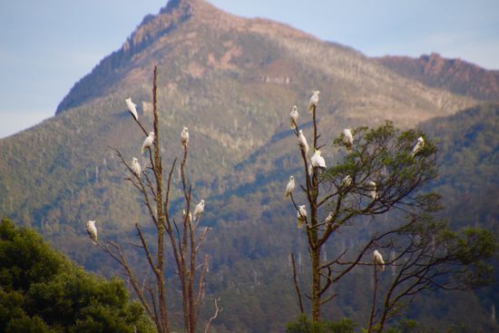 Frühstück! Same procedere than yesterday - der morgendliche Blick aus dem Fenster: wir werden von einer lärmenden und kreischenden Horde Kakadus begrüßt. Na denn "Guten Appetit"! Ein fröhlicher Tagesbeginn!