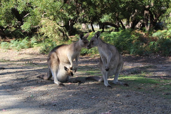"Na Liebste, Ihr Jüngster immer noch im Hotel Mama?"
"Ja und Sie Herzchen, noch immer mit leerem Beutel?