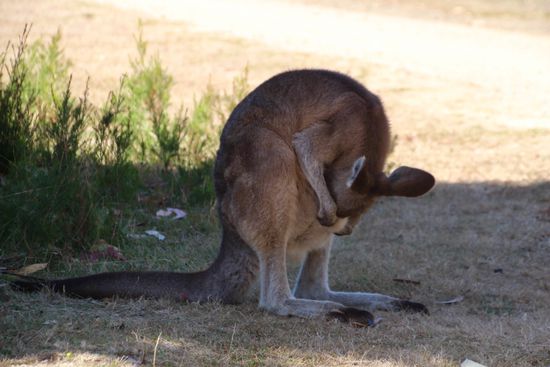 ...von wegen leerer Beutel, voll wie ne Damenhandtasche...