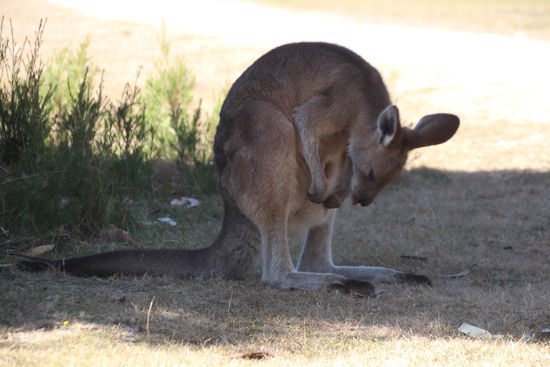 ...und müffeln tut er auch schon....