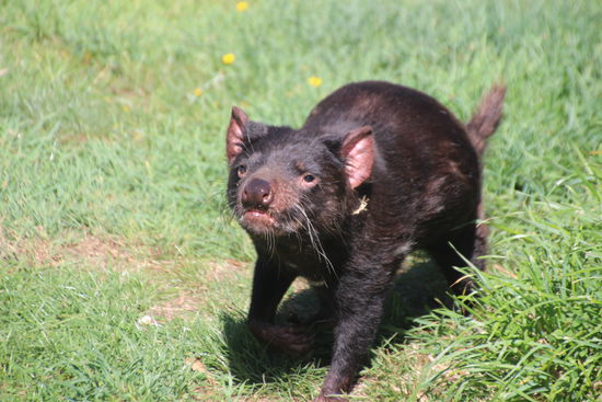 Da kann ich Ihnen gerne helfen, gestatten: Teufel, Tasmanischer Teufel