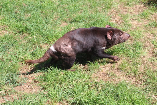 Ich putze alles weg, was im Weg liegt (allerdings mit ohne vegetarisch).