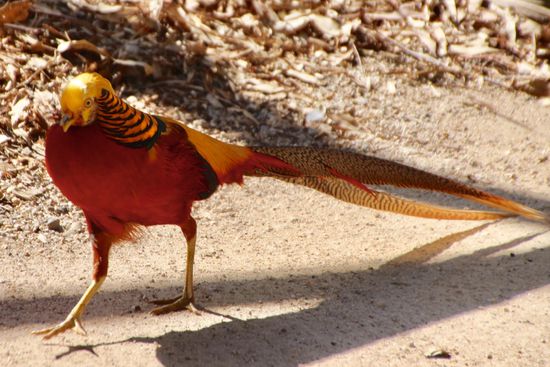 Hier, ich, der schönste Mann in ganz Tasmanien.
