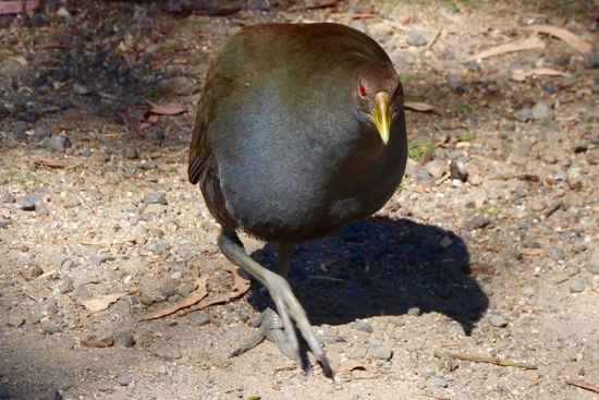 Ja ja, ganz recht mein Großer.