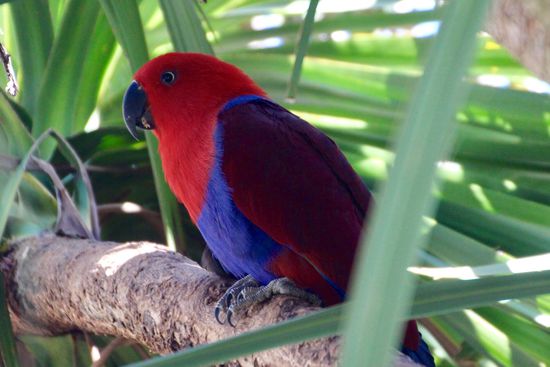 Ist diese Saison nicht rot-blau angesagt?