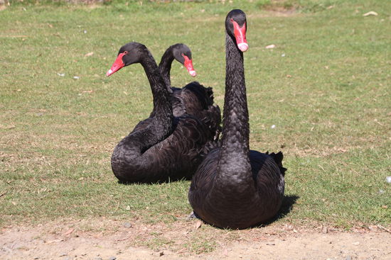 Ruhig Schwarze, gaaanz ruhig, wir sind hier wieso die Schönsten.
