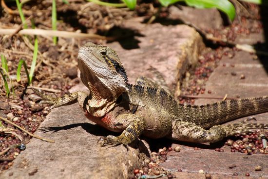 Wegelagerer? Was denn bloß für ein Wegelagerer?