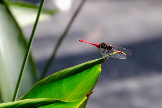 Hubschrauberlandeplatz - das ich nicht lache!