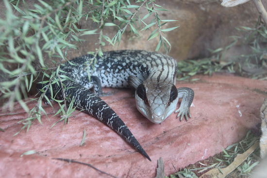 Was der da oben kann, kann ich schon lange!