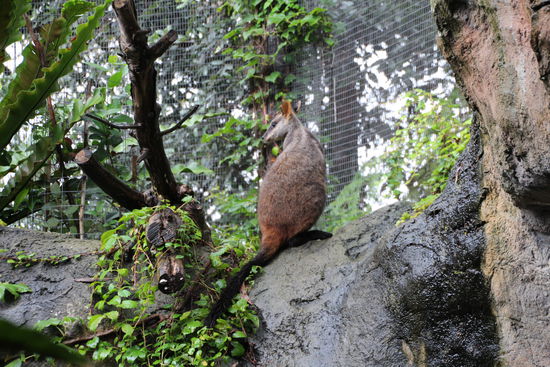 Als Baumkänguru hat man von Natur aus einen schönen Rücken...