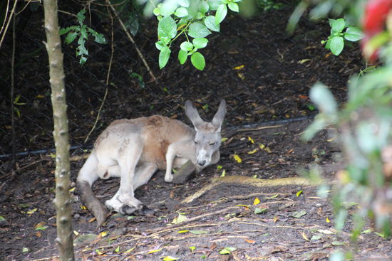 Immer dieses elende Hüpfen.
