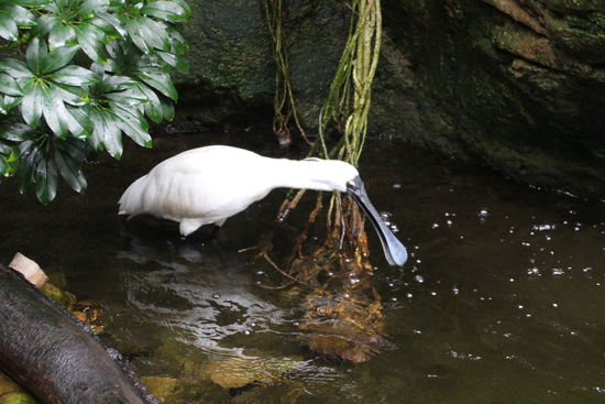 Da sage noch mal einer was von Breitmaulfröschen...