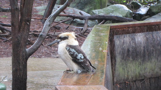 ...Fische sind mir eh lieber!