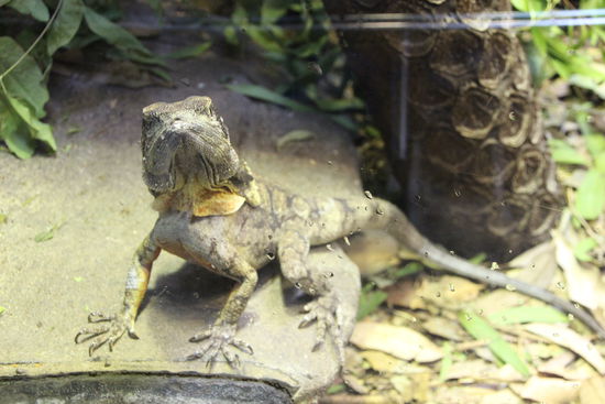 Na warte, wenn mir erst mal der Kragen schwillt...