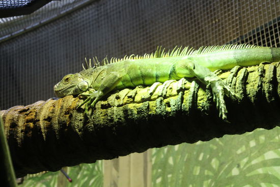 Eh du Angeber, in der Ruhe liegt die Kraft!