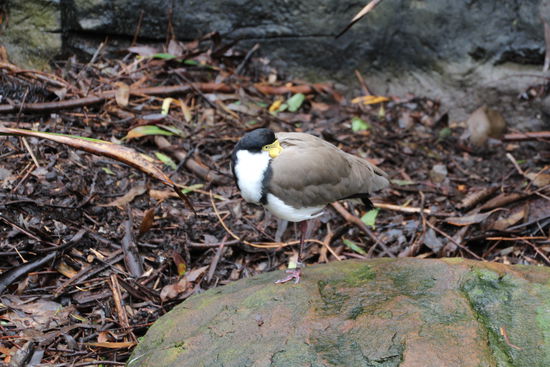Nee, nicht in den Sand, nur untern Flügel.