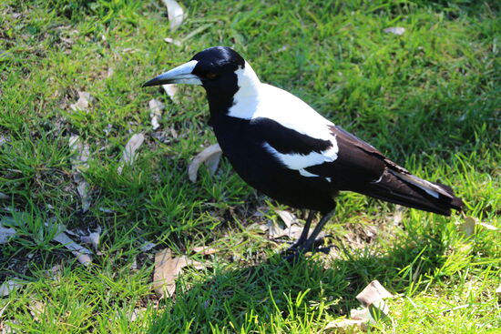 Wie uns ein schlaues Buch verriet ist das ein Australien Magpie...