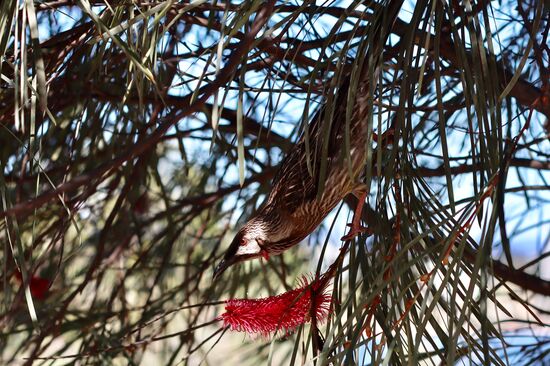 ...und das ein Red Wattlebird