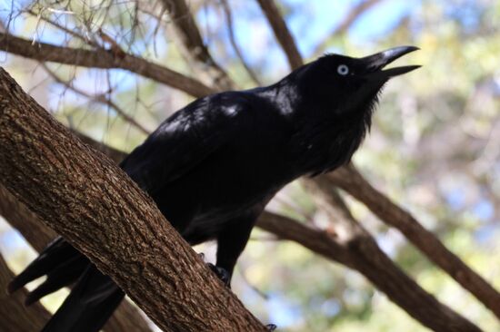 Ein Exemplar des Australien Raven