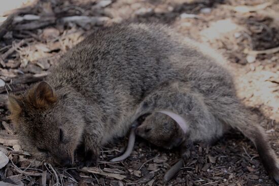 Da gibt es nichts zu meckern: Siesta in Mamas Beutel