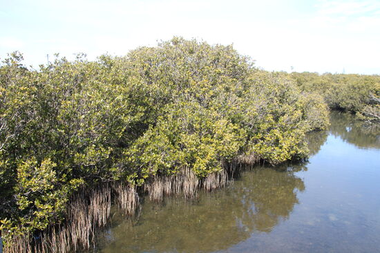 Im südlichsten Mangrovenbestand von WA leben unzählige Wasservögel und andere einheimische Tiere.