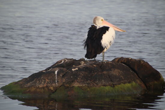 Er sieht nicht nur verschlafen aus, dieser Pelikan hat für uns sein Nickerchen unterbrochen und gerade seinen Schnabel aus den Rückenfedern gehoben. Fühlt er sich gestört?