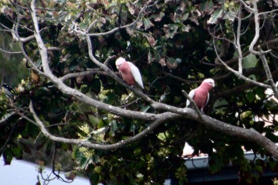 Ein Horde Kakadus tob über Land und durchs Geäst. Das Bild ist eine Notlösung. Für einen guten Schuss hätte ich in ein Privatgrundstück eindringen müssen.