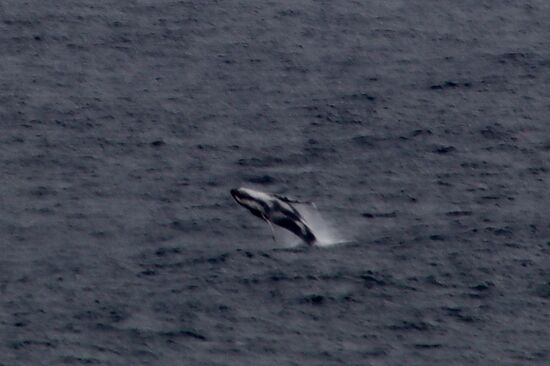 Himmel: bedeckt, Sicht: diesig-trüb, Entferung: (zu) weit, Wartezeit: (zu) lang, Bildqualität: schlecht, gilt nur als Beweisfotos, Wahlbeobachtung am Cape Naturaliste. Immerhin hat sich das Warten gelohnt.