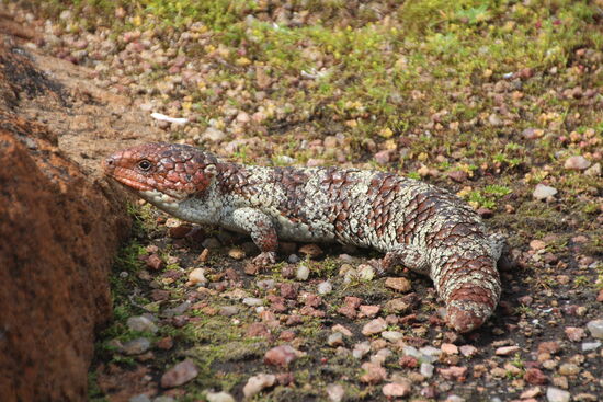 Ein gut getarnter Kollege namens Bobtail begegnete uns im Gebüsch hinter dem Flutsaum am Cape Leeuwin.