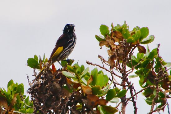 Ein New Holland Honeyeater