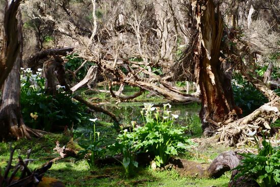 Viele Wälder entlang der Caves Road haben anstelle von oder im Unterholz große Teppiche dieser Blumen mit dem weißen Blütenkelch.