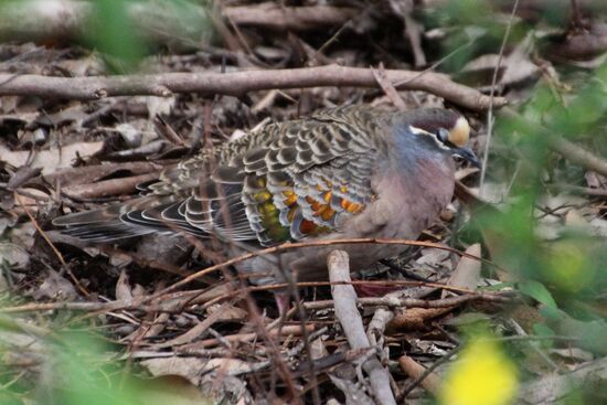 Kann ich garnicht hinschauen! (Frau und Herr Bronzewing)