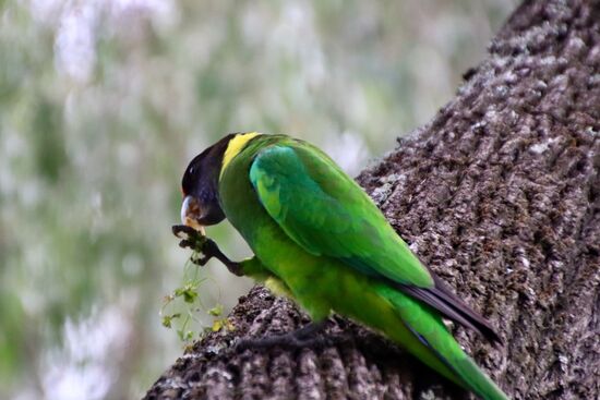 Ein Australien Ringneck beim Frühstück