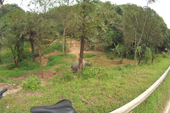 Unterwegs sehe ich (gezähmte) Elefanten, das Bild habe ich übrigens mit meiner Helmkamera gemacht, deshalb konnte ich nicht näher "ranzoomen"