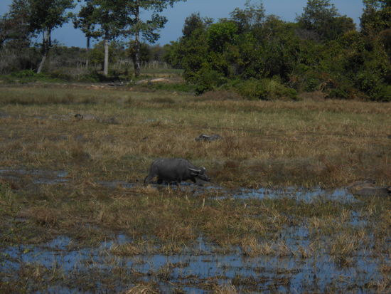 Wasserbüffel auf dem Weg nach Phnom Penh