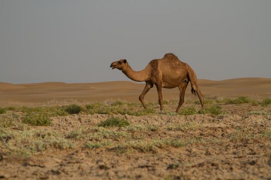 Auf dem Weg zu den großen Sanddünen. Noch schönere Sanddünen gibt ganz im Süden hinter Bam. Das war zeitlich leider nicht zu schaffen, und meine Kinder stehen leider mehr auf Wasser.